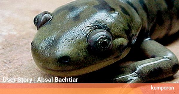 Salamander Raksasa Ditemukan di Tiongkok
